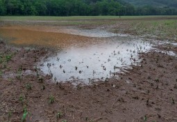 Governo Gaúcho Homologa Situação de Emergência pelas fortes chuvas que causaram danos em lavouras e estradas